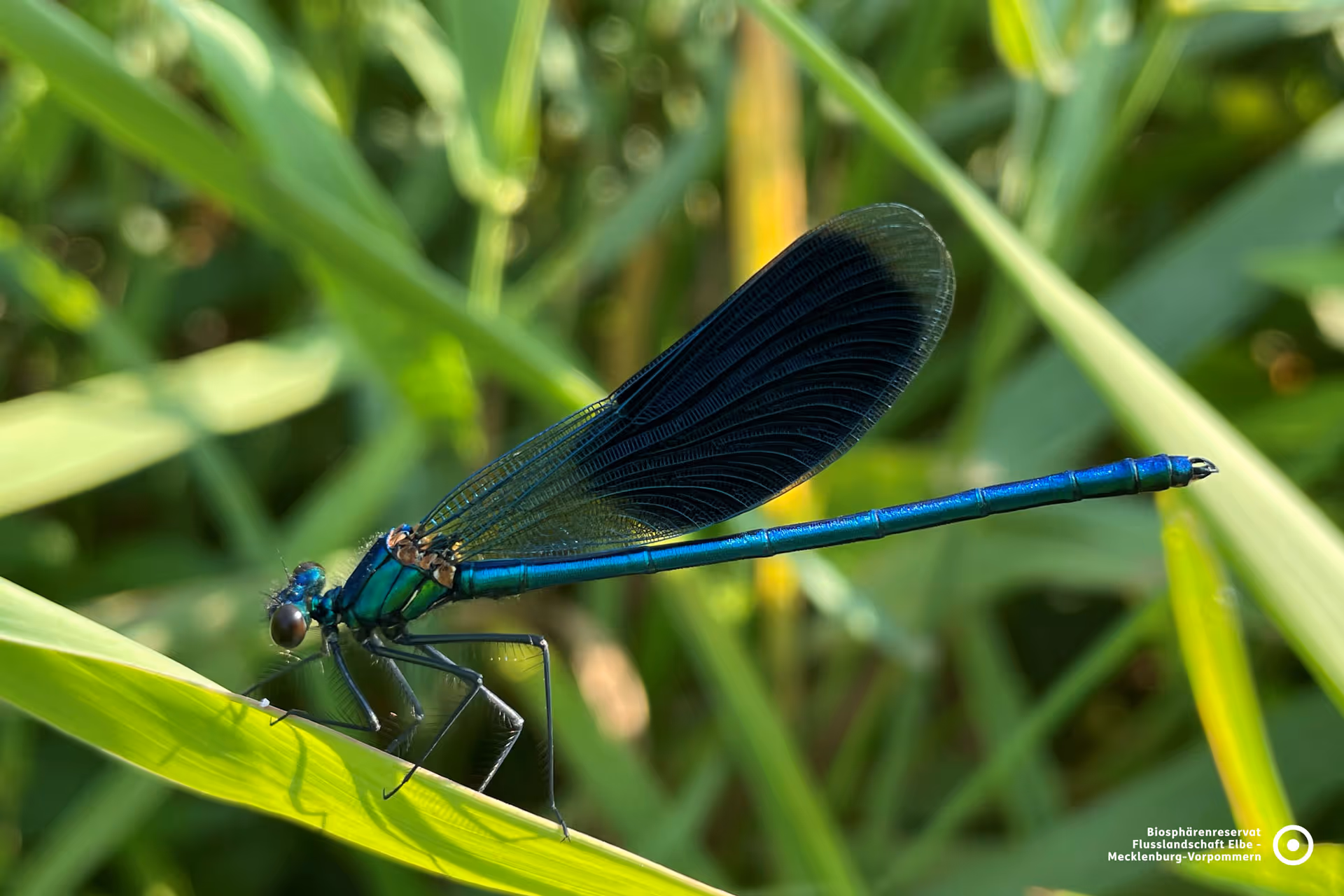 Nahaufnahme einer schillernden Gebänderten Prachtlibelle in der Elbtalaue – Zeichen für die intakte Natur und saubere Gewässer rund um Vielank.