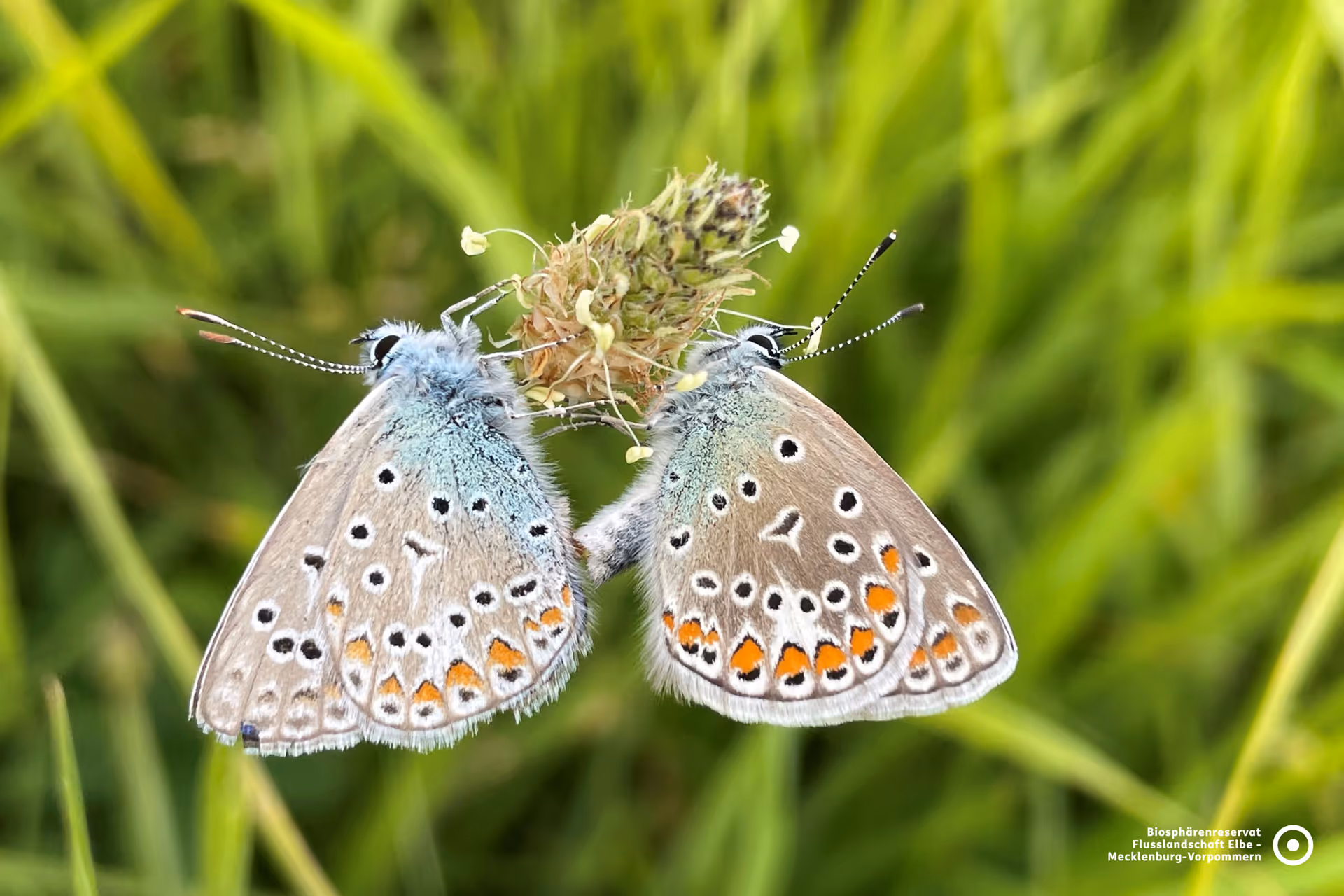 Zwei filigrane Hauhechel-Bläulinge auf einer Wildpflanze – ein Beispiel für die reiche Artenvielfalt auf den Elbwiesen bei Vielank.