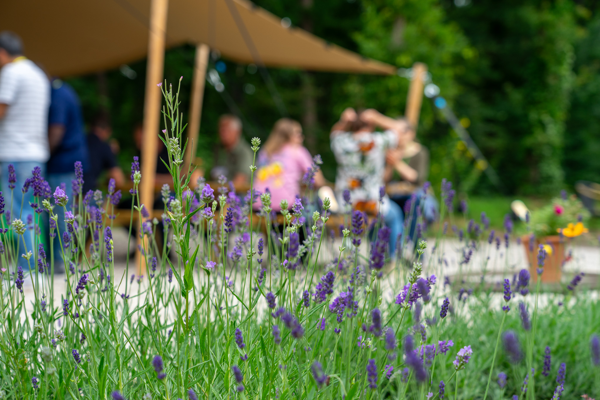 Veld met paarse lavendelbloemen op de voorgrond en groep mensen die onder een tent buiten zit.