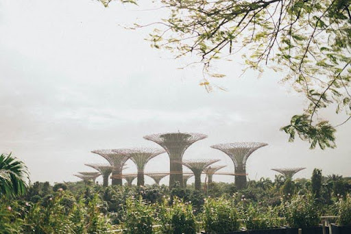 Lush gardens with iconic Supertree structures under a clear sky in Singapore's Gardens by the Bay.