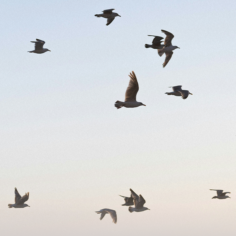 Aves volando en grupo en un cielo claro durante el atardecer.