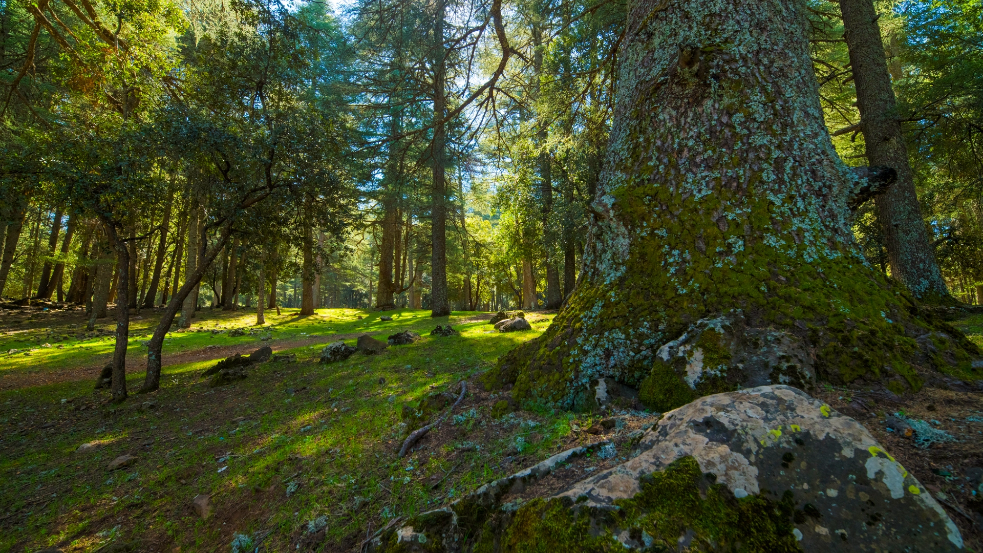 Morocco cedar forest Ifrane Azrou