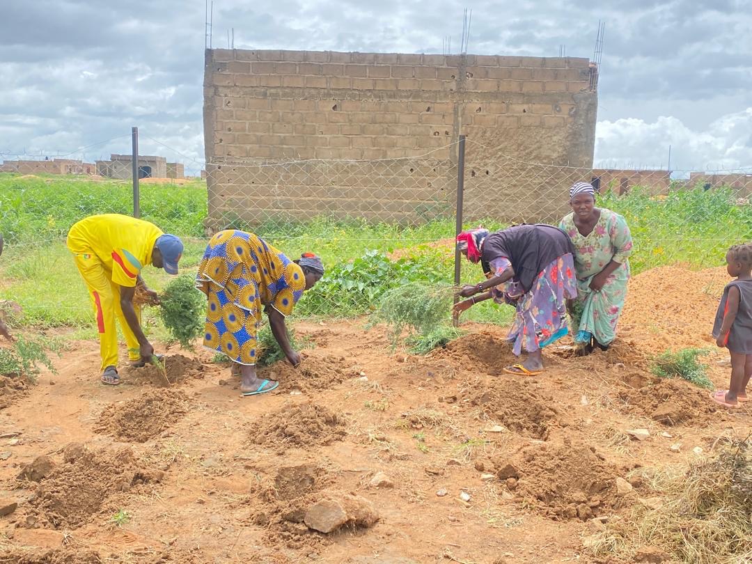 Personnes cueillant des plants d'indigo dans un jardin
