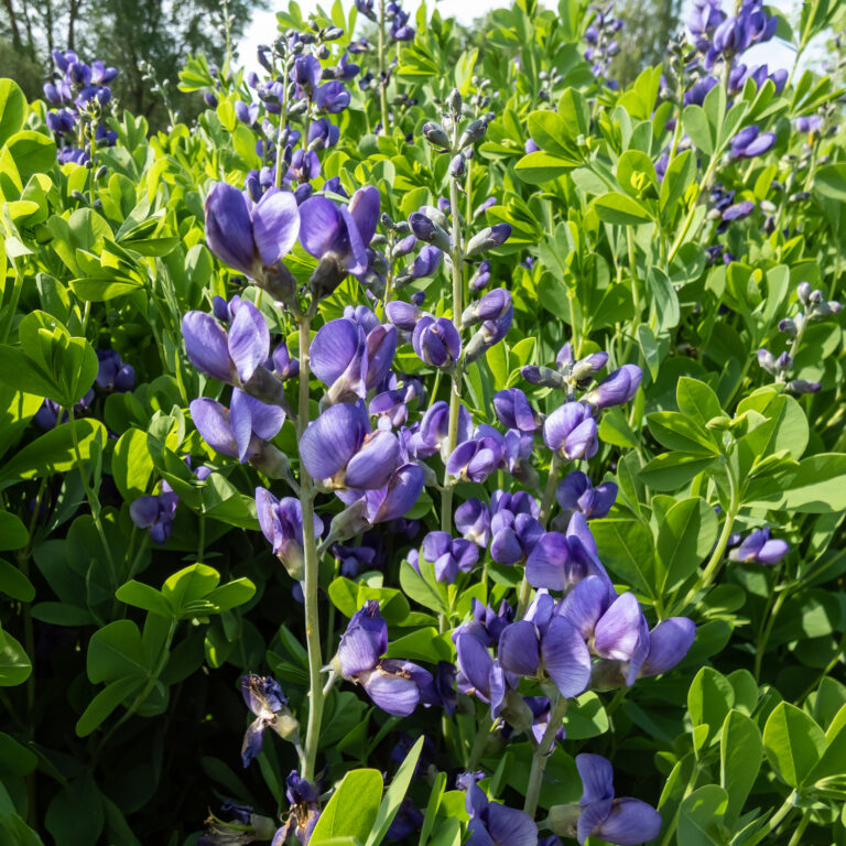 Plante indigo fleurie