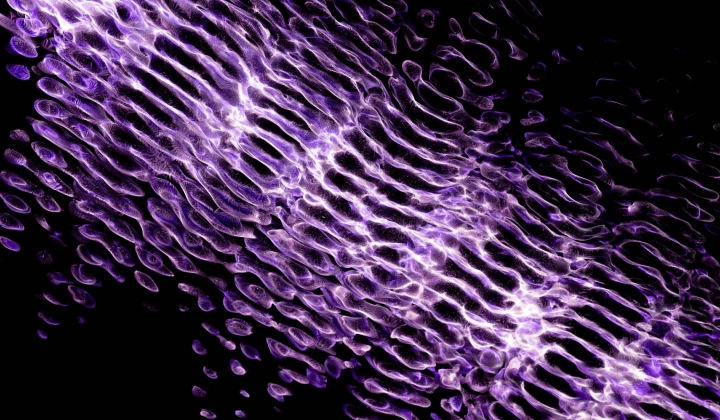 Close-up of a purple abstract pattern with wavy, organic, translucent shapes on a black background.