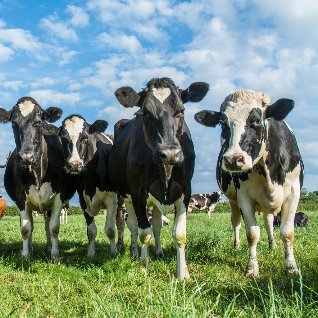 Explore the potential of bovine colostrum in athlete nutrition—its impact on inflammation, recovery, and performance.