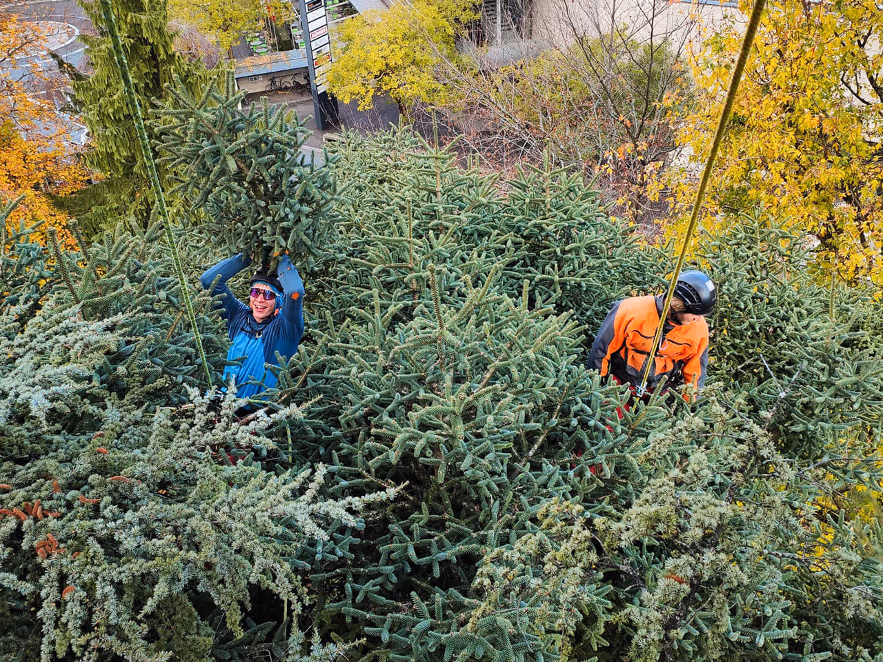 Zwei Baumfleger der Henzelmann Baumpflege arbeiten zusammen in einer Baumkrone – Teil des engagierten Teams.