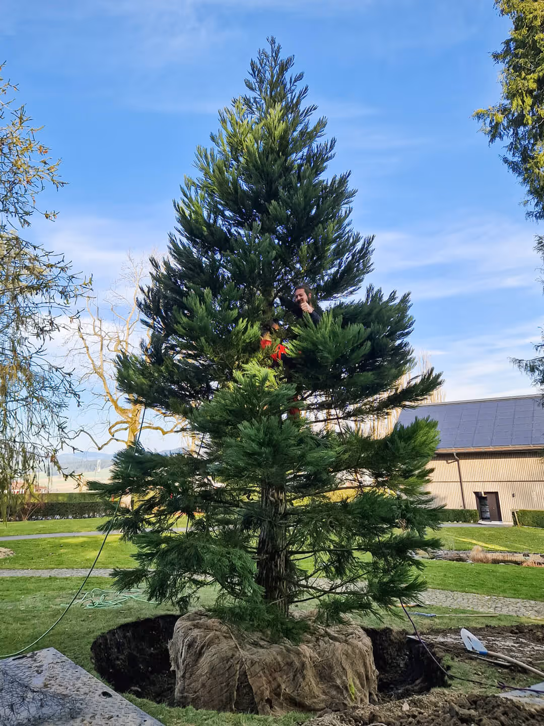 Baumpflanzung einer Tanne durch Henzelmann Baumpflege in Spiez, Mitarbeiter gesichert im Baum, fachgerechte Pflanzung und Anwachspflege.