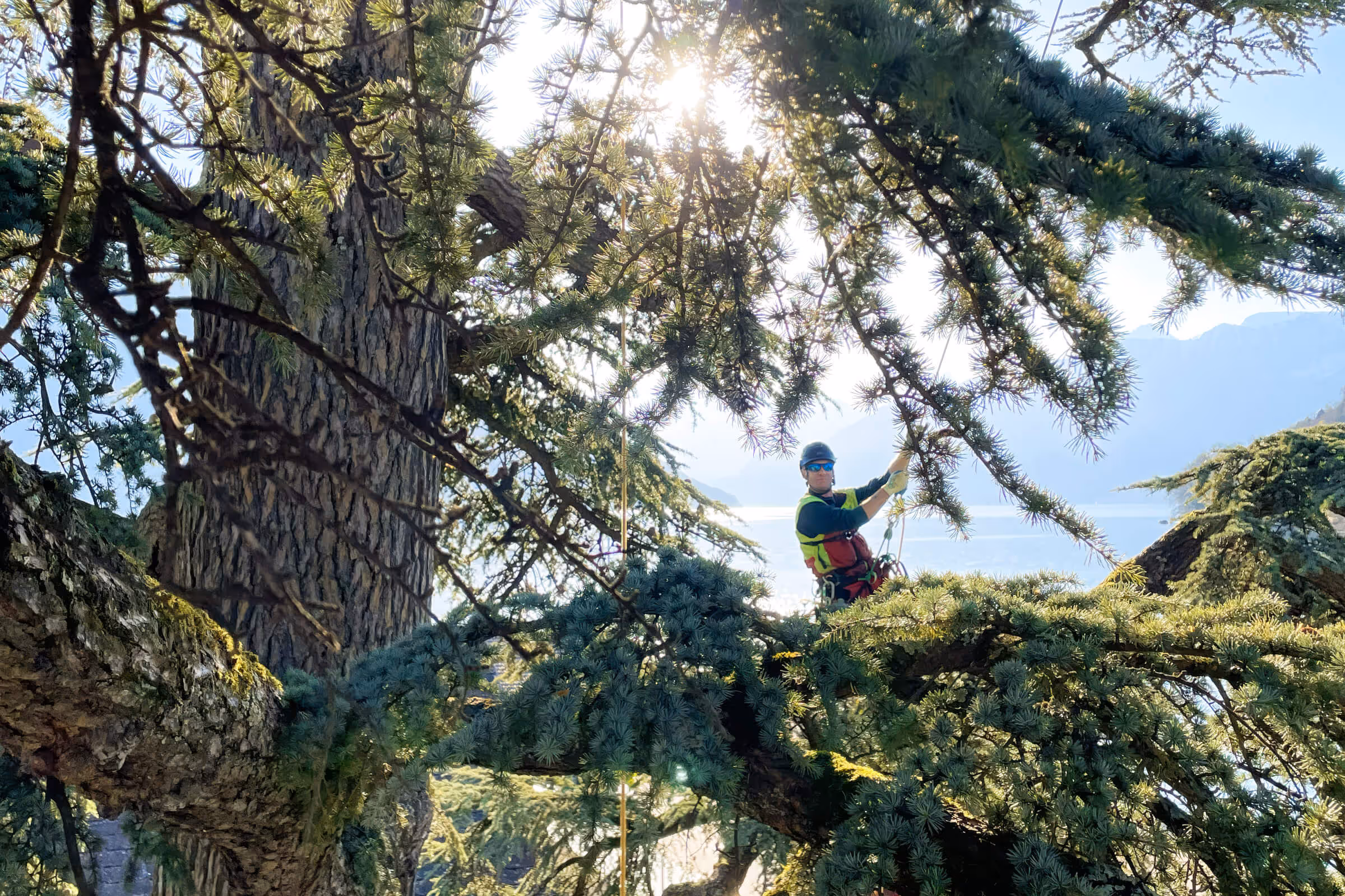 Baumpfleger der Henzelmann Baumpflege bei der Arbeit hoch im Baum mit weiter Aussicht – Job mit Verantwortung, Natur und Perspektive.
