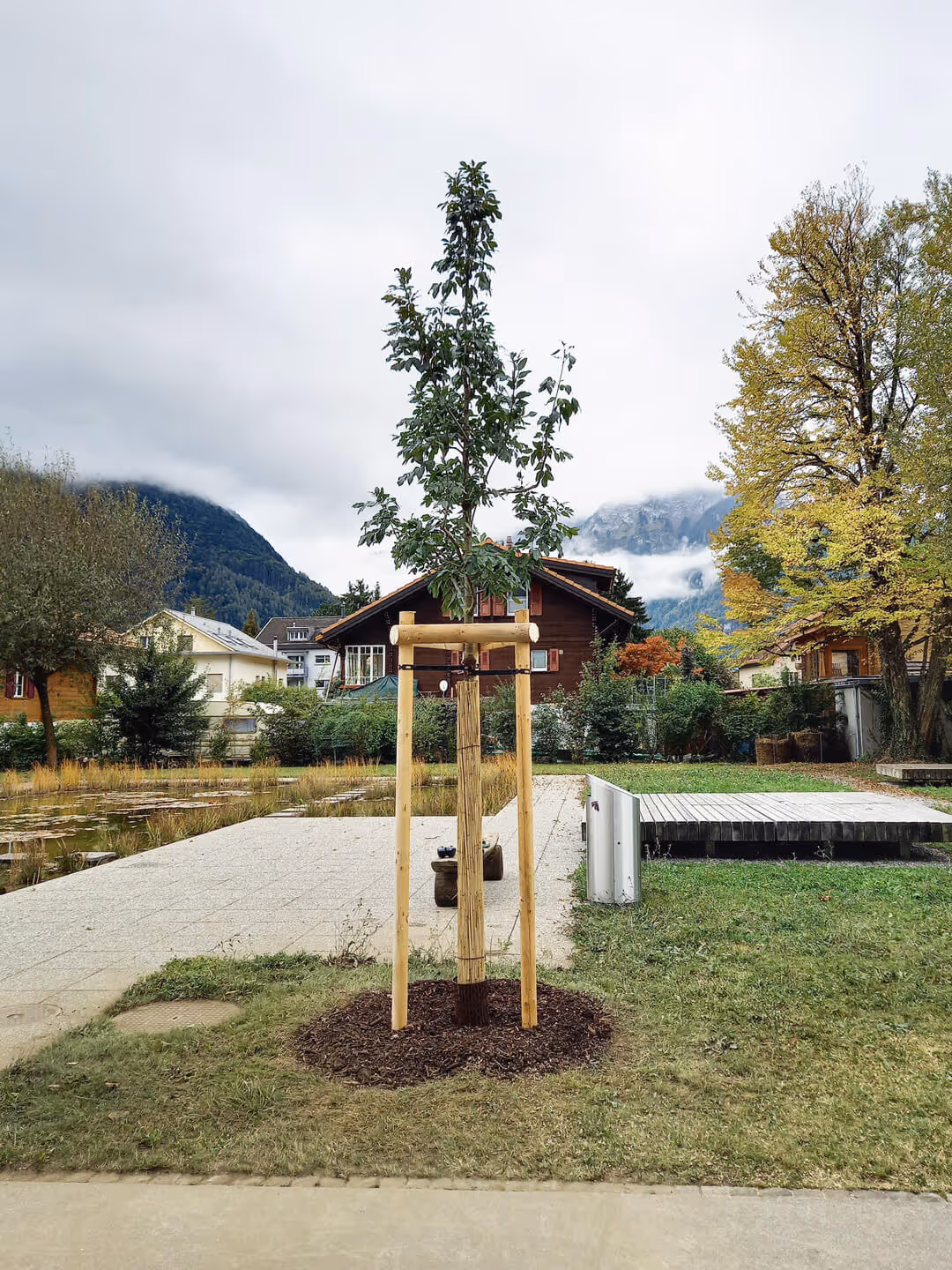 Jungbaum vorbereitet für Erziehungsschnitt zur Förderung gesunder Kronenentwicklung.