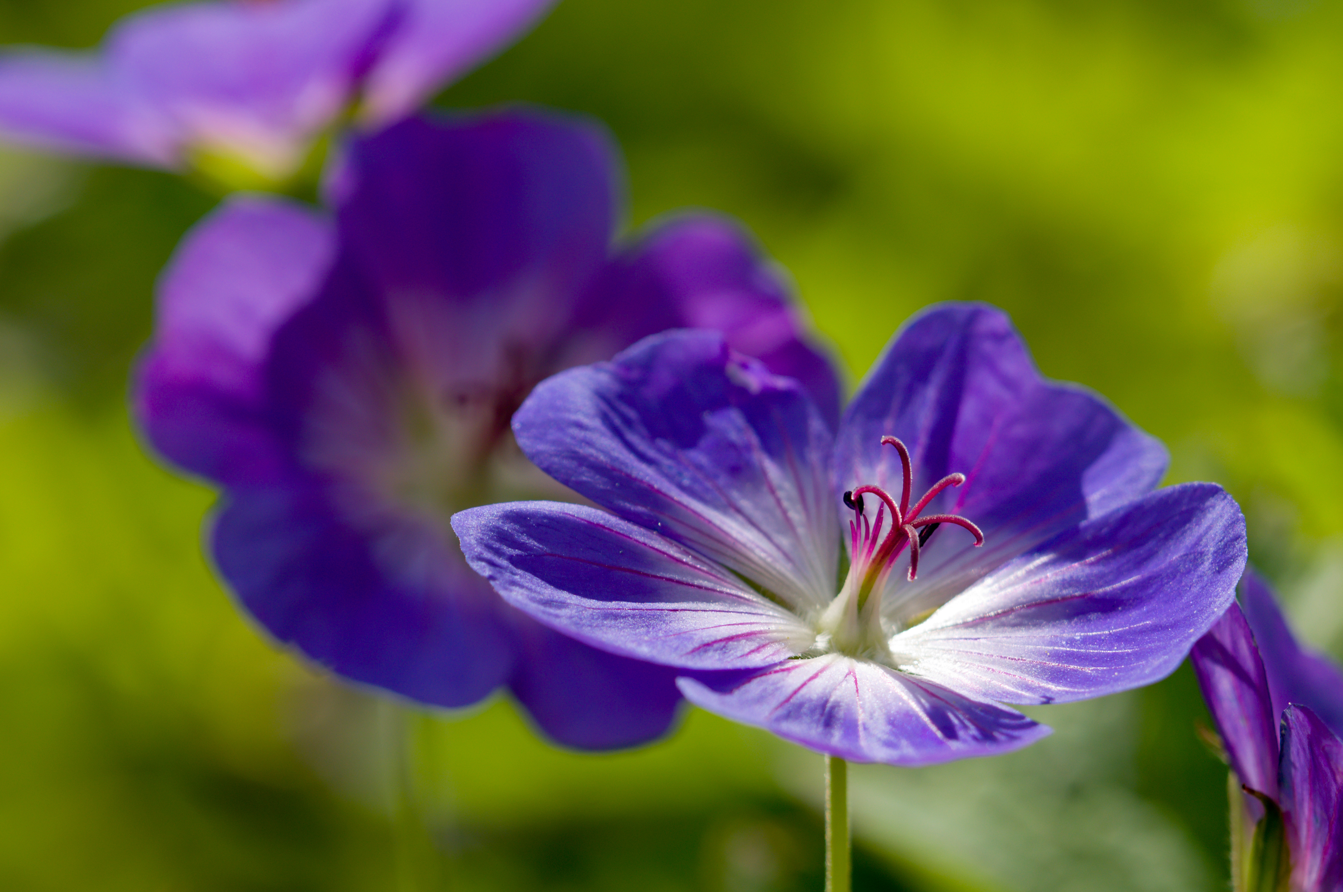 Close-up of purple flowers with delicate petals and red stamens against a blurred green background.