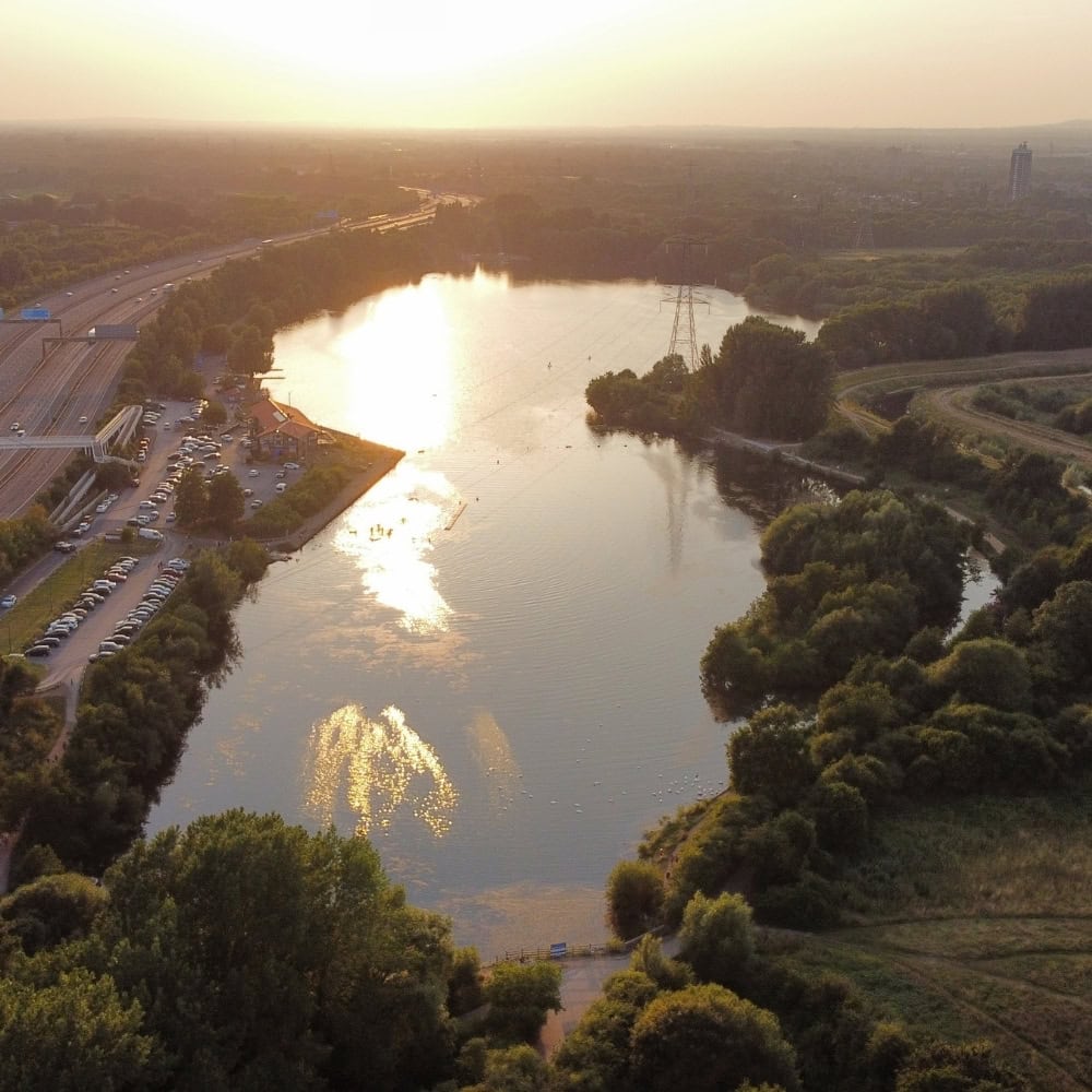 tree stump removal sale for modern gardens