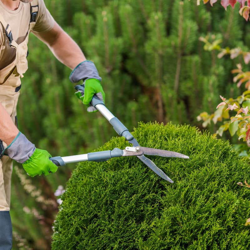 Landscaper trimming a hedge with professional shears during routine garden maintenance.