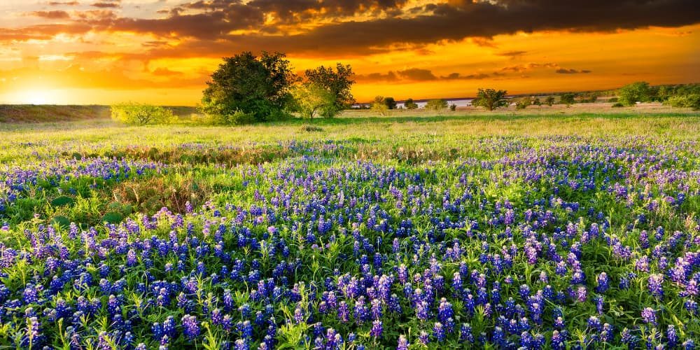 Residential hillside yard with oak trees and Southern California hills in Camarillo, California