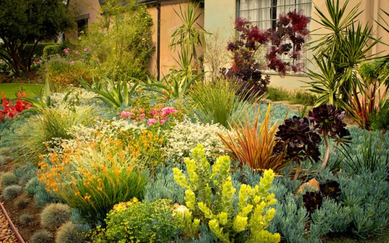 Drought-tolerant landscaping with native plants in an Austin yard
