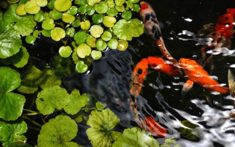 Backyard koi pond with natural stone and plants in Austin