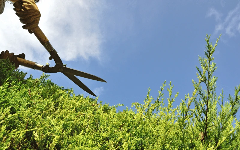 Professional hedge trimming in Thousand Oaks by Jessie Flores Landscape Co.