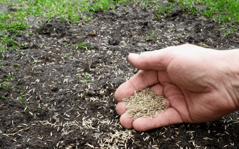 Fresh sod and new grass lawn installation in Thousand Oaks by Jessie Flores Landscape Co.