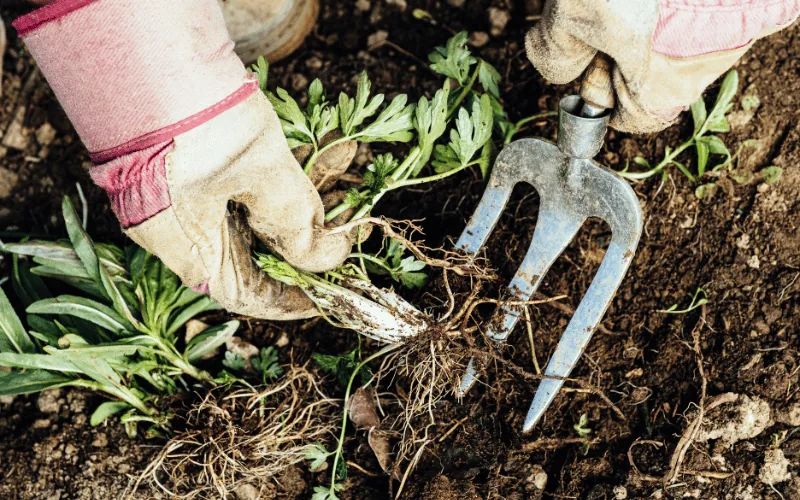 Weed and grass control service in Thousand Oaks by Jessie Flores Landscape Co.