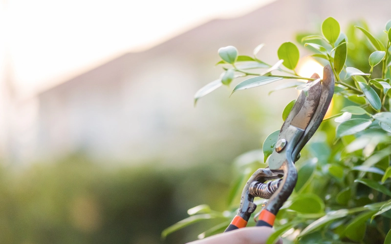 Professional shrub pruning in Thousand Oaks by Jessie Flores Landscape Co.