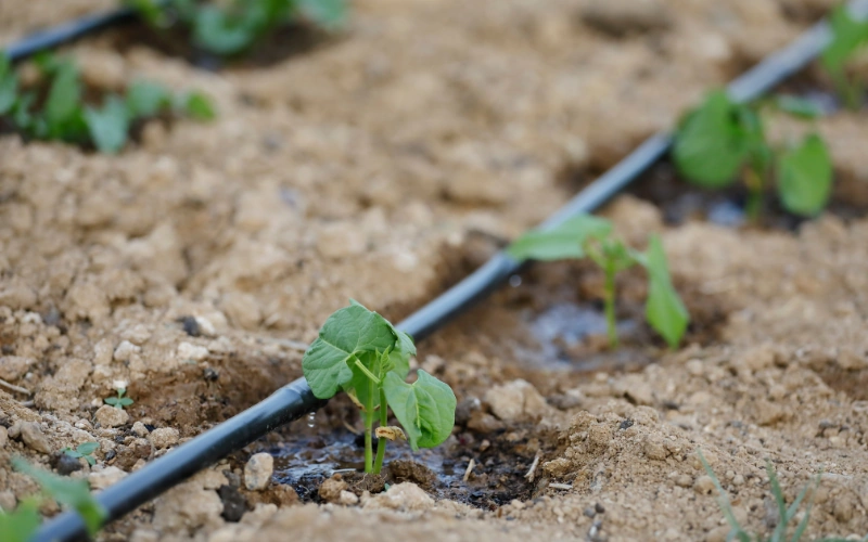 Drip irrigation system installed in a residential Austin garden bed