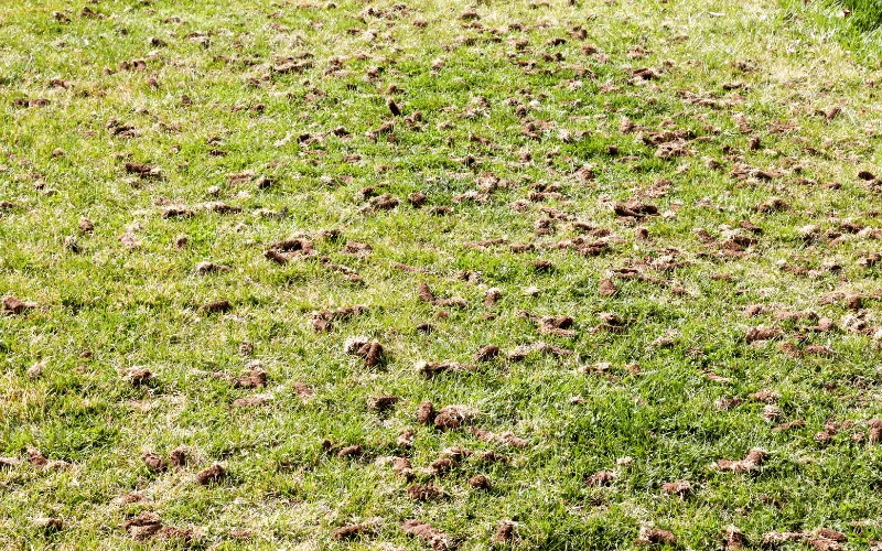 Lawn aeration in Thousand Oaks improving grass health by Jessie Flores Landscape Co.