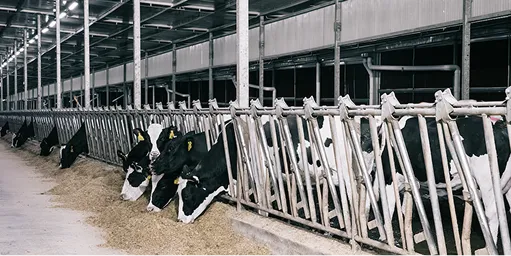Una fila de vacas lecheras negras y blancas alimentándose en un establo industrial.