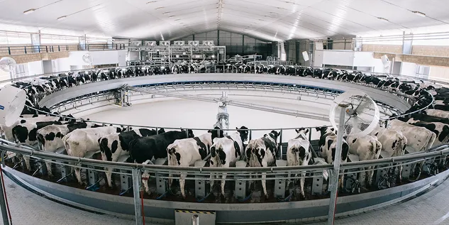 Un establo moderno con vacas en un circuito circular para ordeño automatizado.