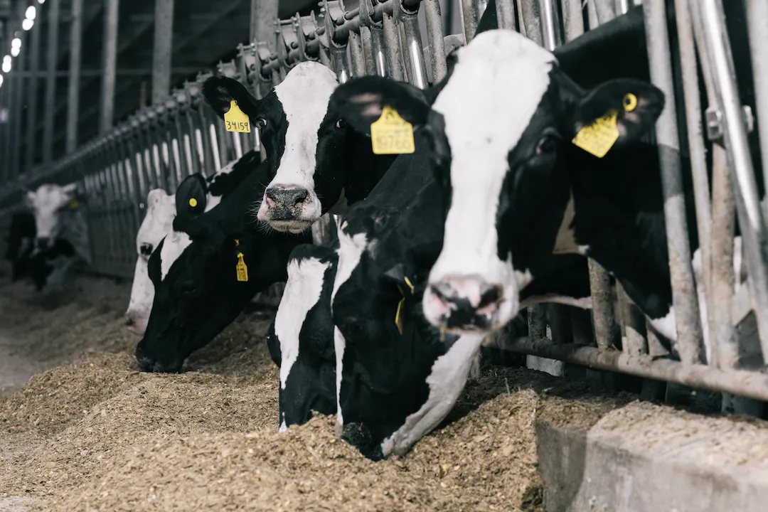 Vacas lecheras con etiquetas amarillas en las orejas comiendo alimento en fila dentro de establo.