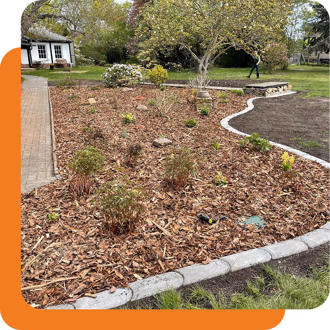 Gartenbeet mit Mulch und kleinen Pflanzen neben einem gepflasterten Weg, Baum und Haus im Hintergrund.