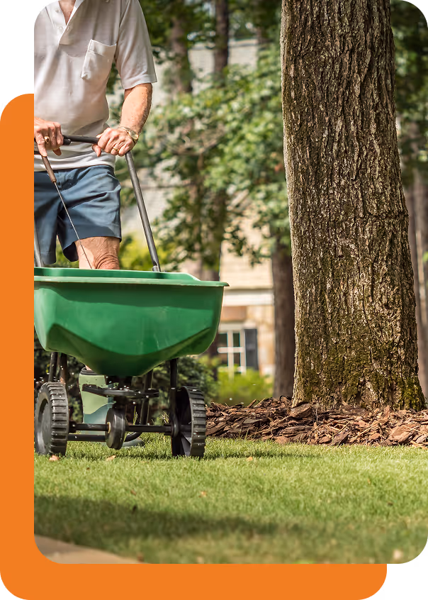 Älterer Mann schiebt im Garten einen grünen Streuwagen über den Rasen neben einem Baum.