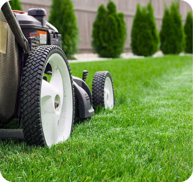 Nahaufnahme der Räder eines Rasenmähers auf grünem, frisch gemähtem Rasen mit unscharfen Hecken im Hintergrund.