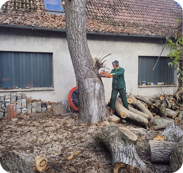 Ein Mann mit Gehörschutz steht neben einem aufrecht stehenden Baumstamm und schneidet mit einer Motorsäge Äste ab, während um ihn herum bereits gefällte Baumstämme liegen.
