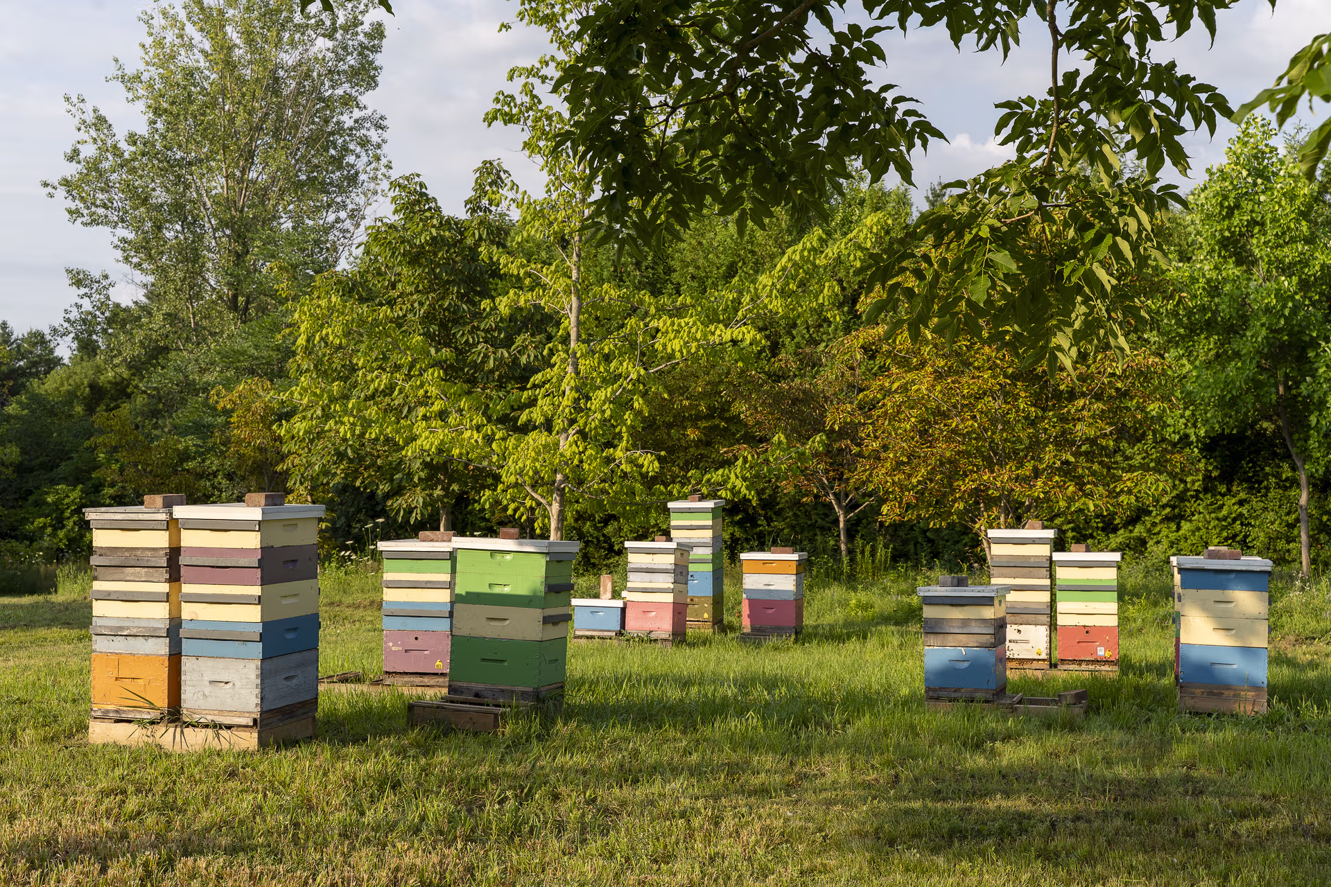 Several colorful stacked beehives in a grassy field surrounded by green trees under a partly cloudy sky.