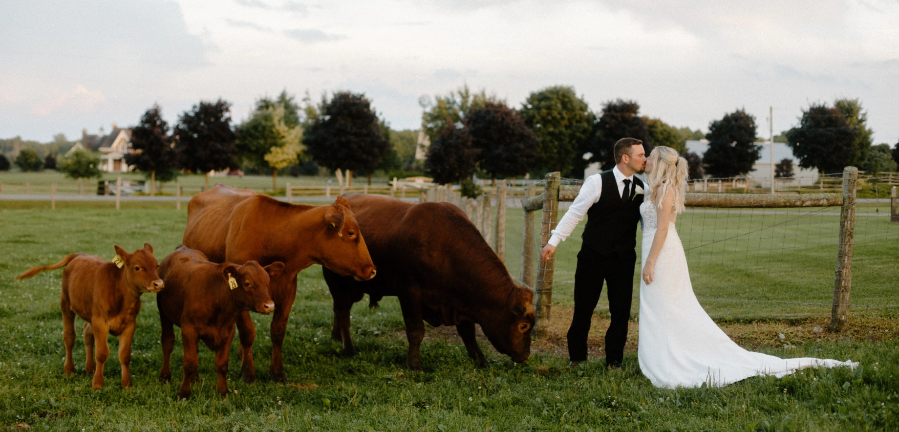 A bride in a white dress and groom in a tuxedo share a kiss in a grassy field with four brown cows nearby, under a cloudy sky, conveying romance.