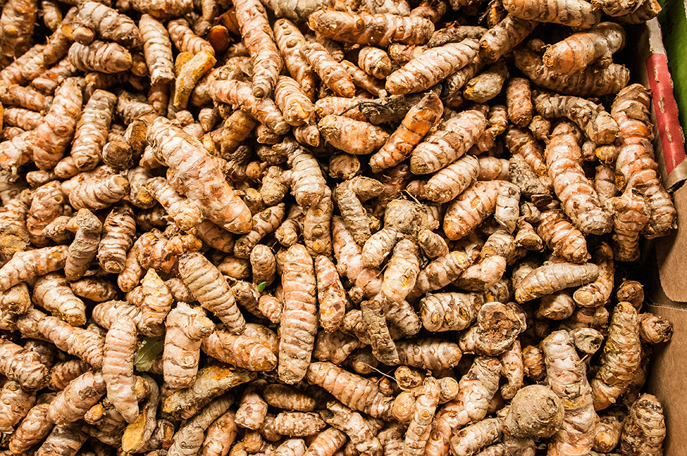 Fresh turmeric roots sourced directly from farmers for export preparation