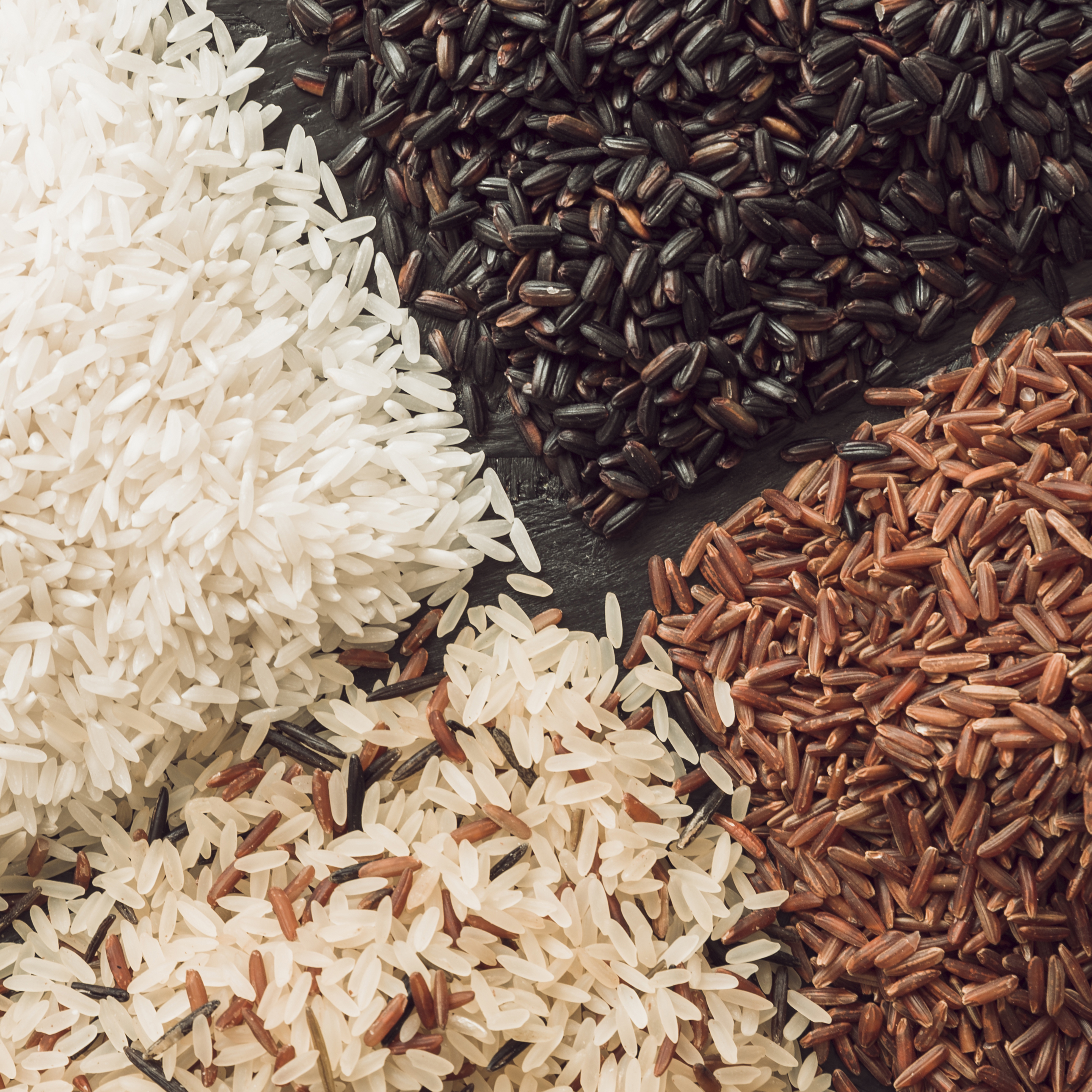 Export-quality rice varieties sourced and prepared for international markets