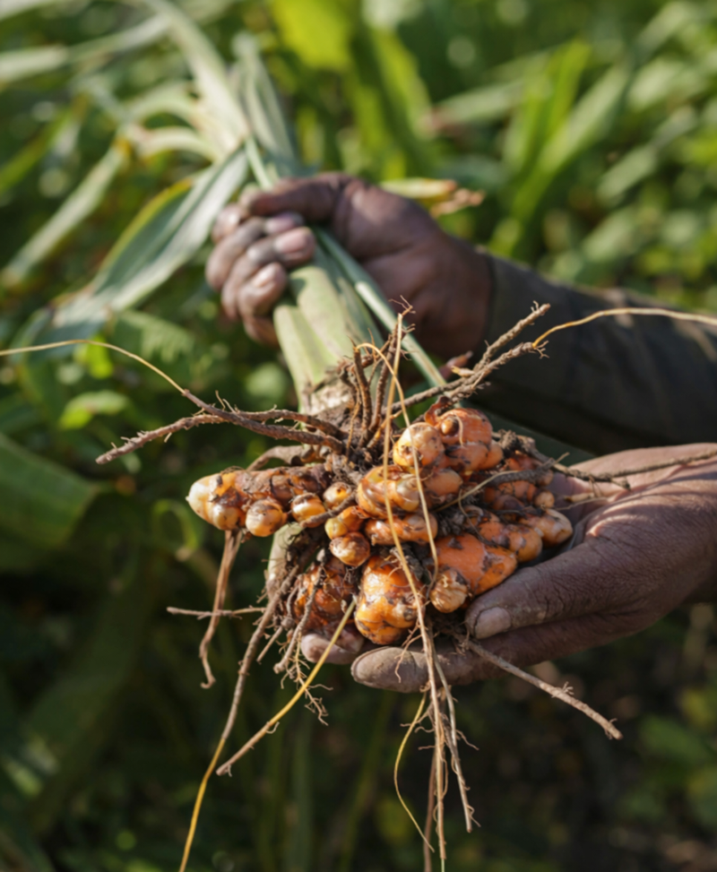 Fresh turmeric roots harvested by hand, representing quality control at the sourcing stage