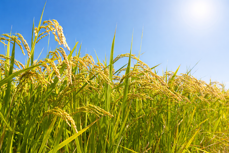Rice crop growing in a field, representing certified and compliant agricultural sourcing