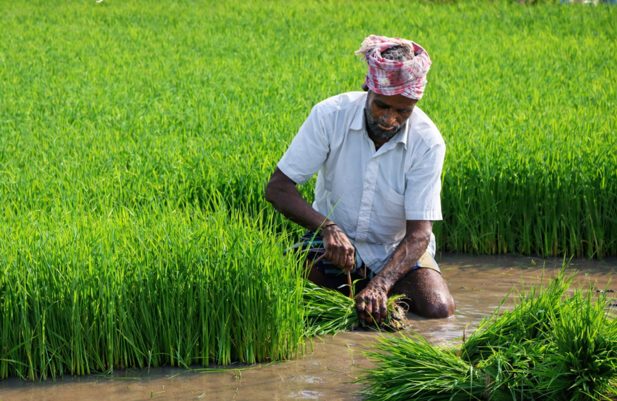 Farmer cultivating rice in a field as part of responsible and transparent agricultural sourcing
