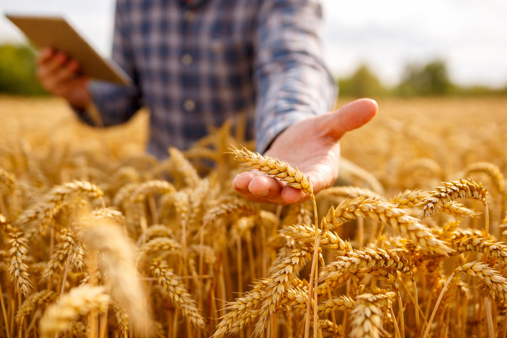 Farmer inspecting crop quality and production details during agricultural sourcing