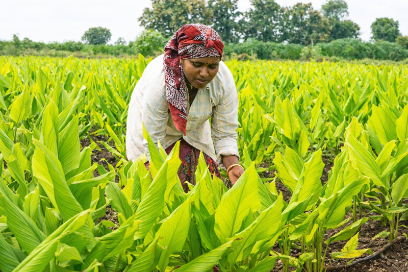 Farmer working in a lush green agricultural field