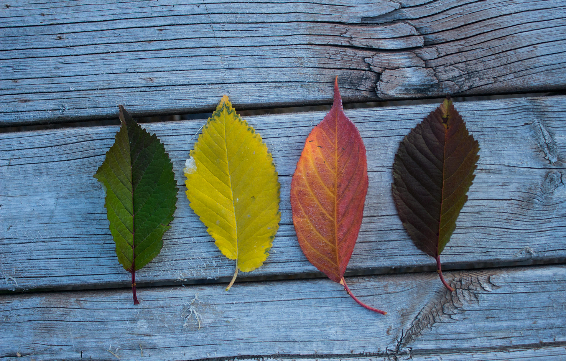 Helping Teams Find Clarity When Change Is Fluid