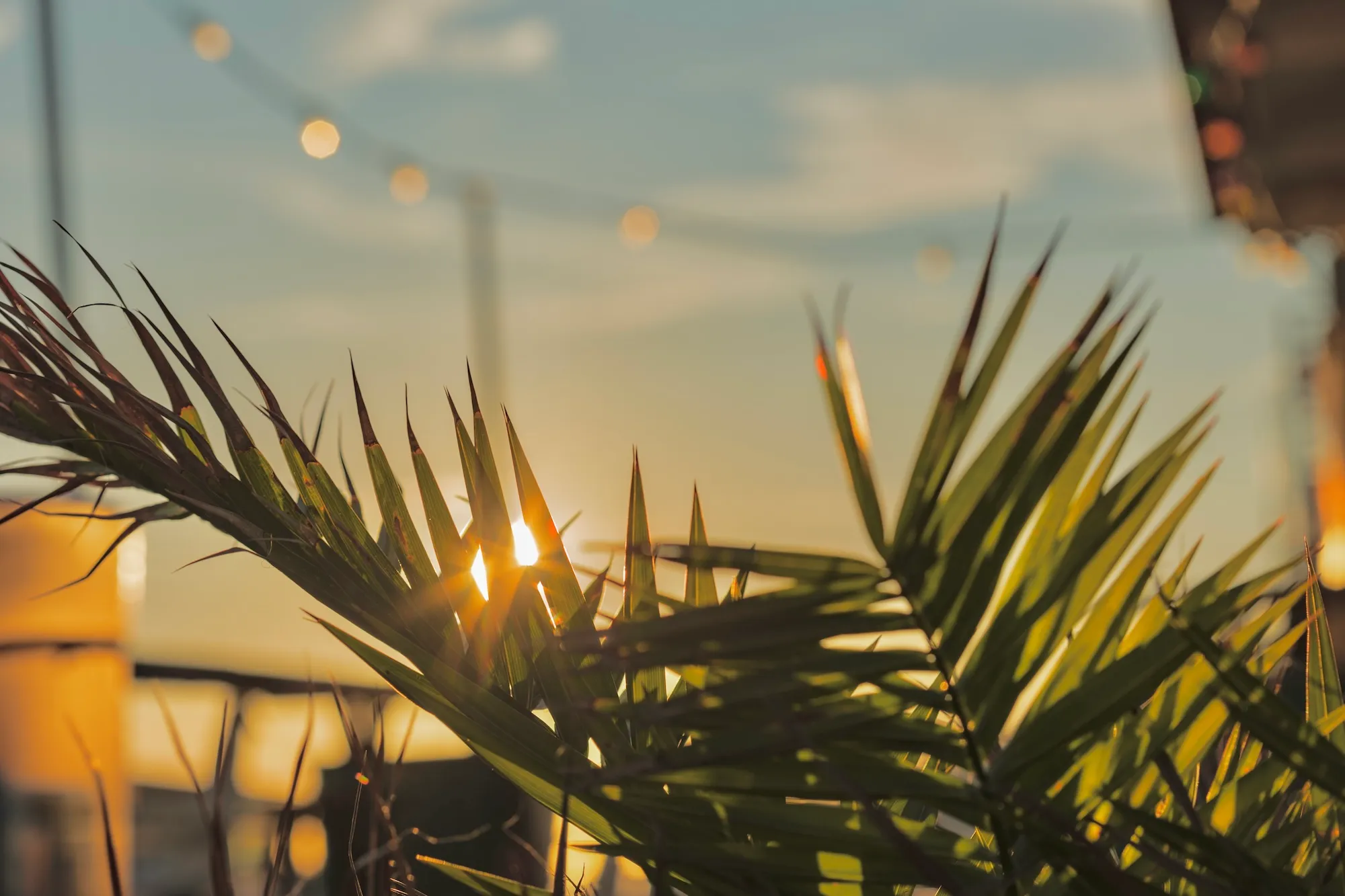 Sunlight shining through green palm leaves during a sunset with blurred background lights.