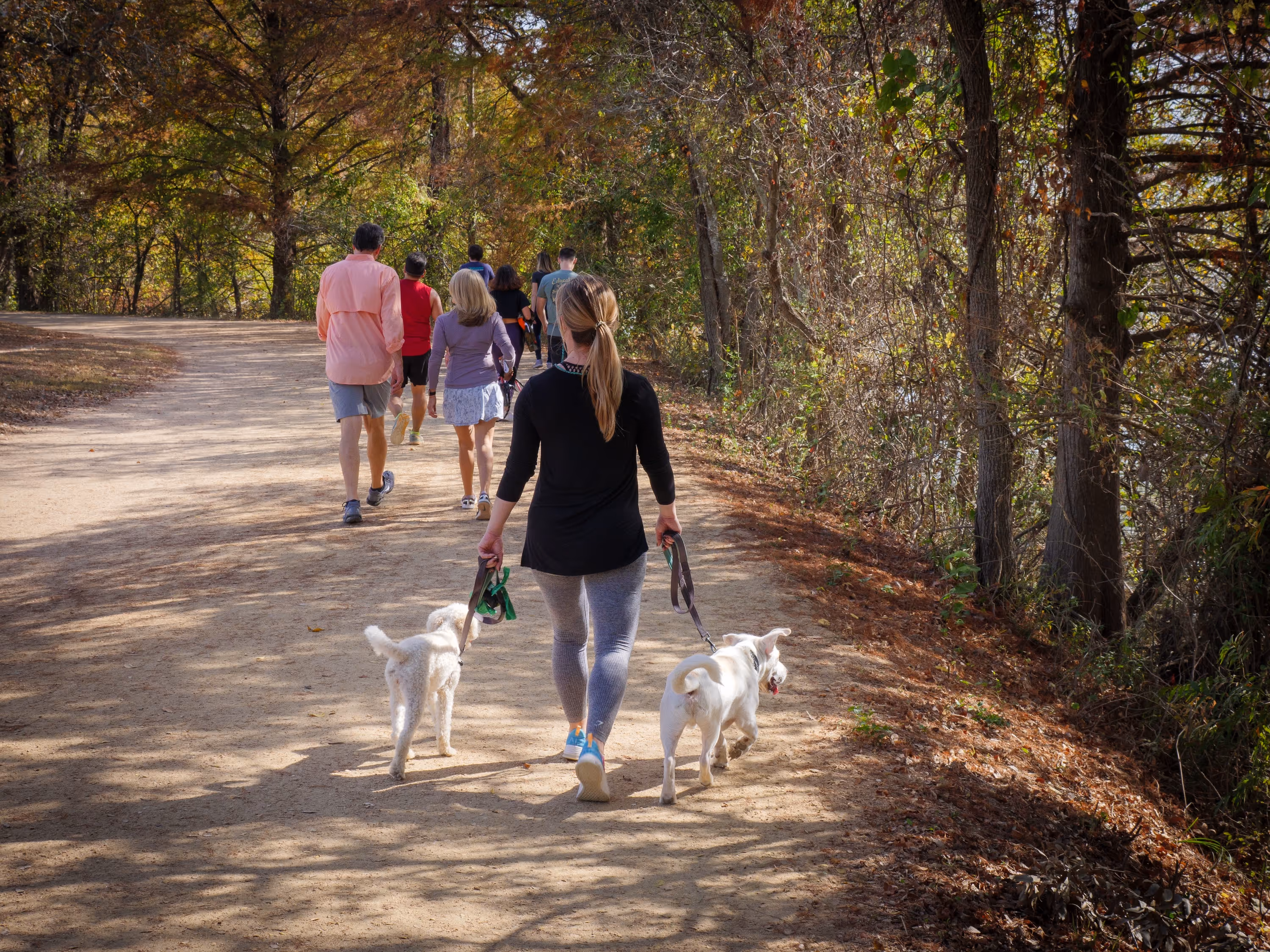 Woman Walking Dogs Stock Photo