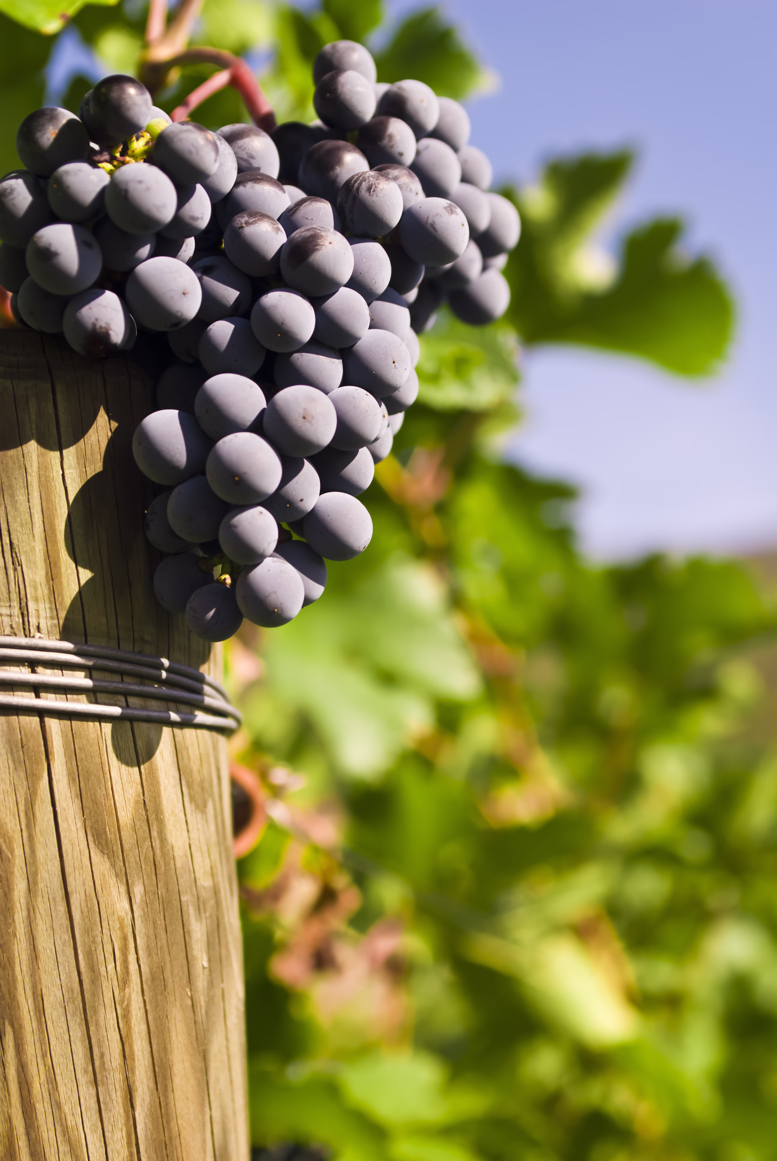 Close-up of a ripe purple grape cluster hanging from a vine next to a wooden post with green leaves and a blue sky in the background.