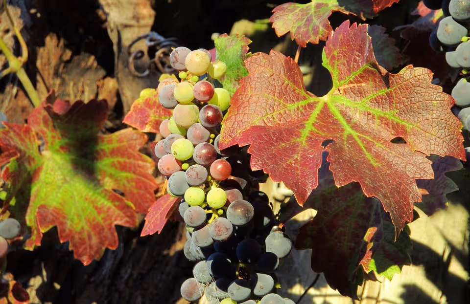 Cluster of multicolored grapes hanging on a vine with red and green grape leaves.