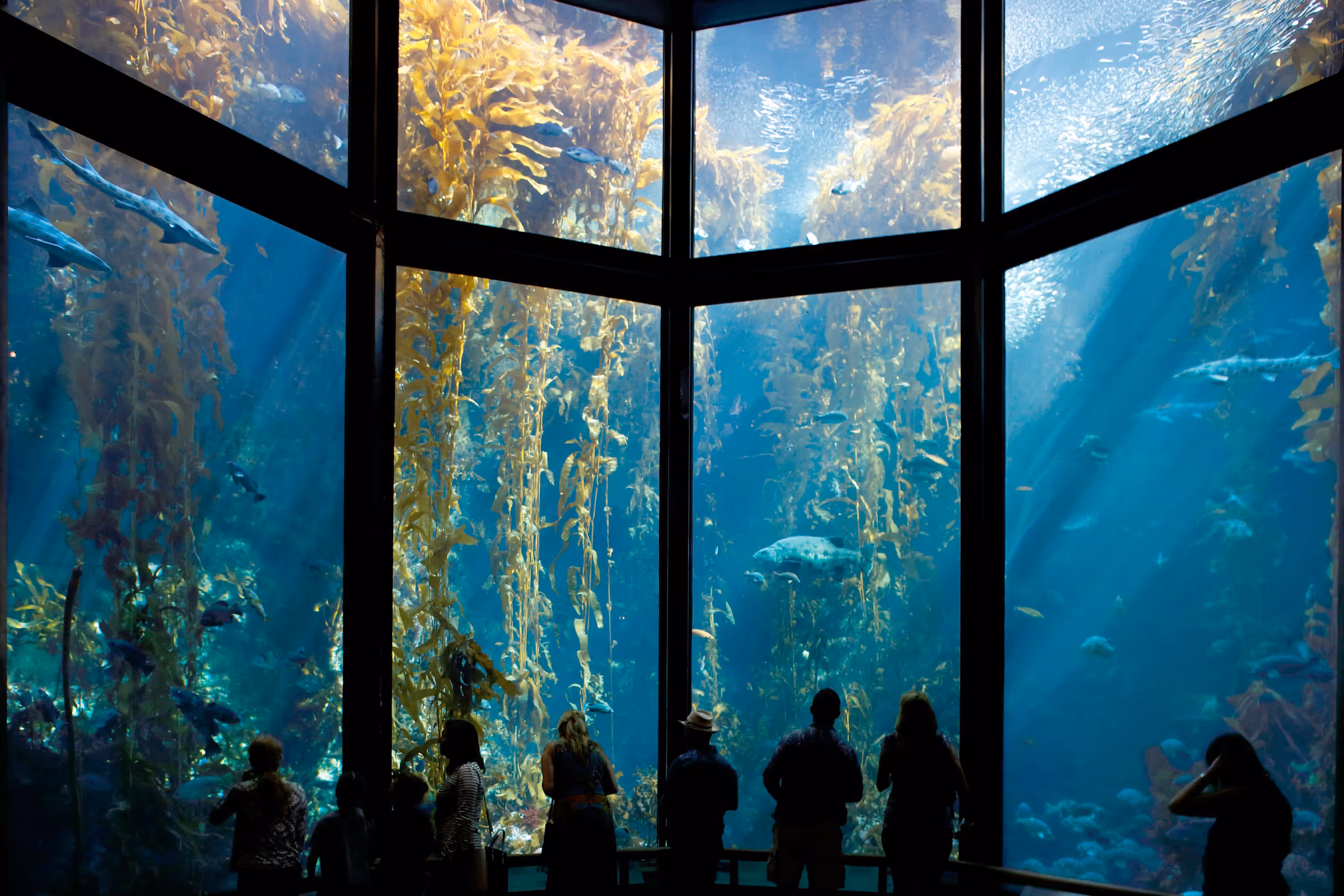 Visitors silhouetted against a large aquarium window showcasing a lush kelp forest with swimming fish.