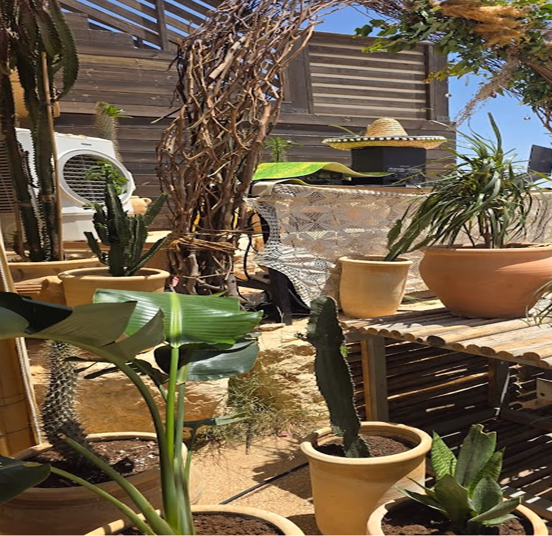 עשרות עציצים עם קקטוסים וצמחים בשלל גדלים על רצפת חוץ מעץ באור שמש, מסך עץ חום ודלפק עם כובע סומבררו.