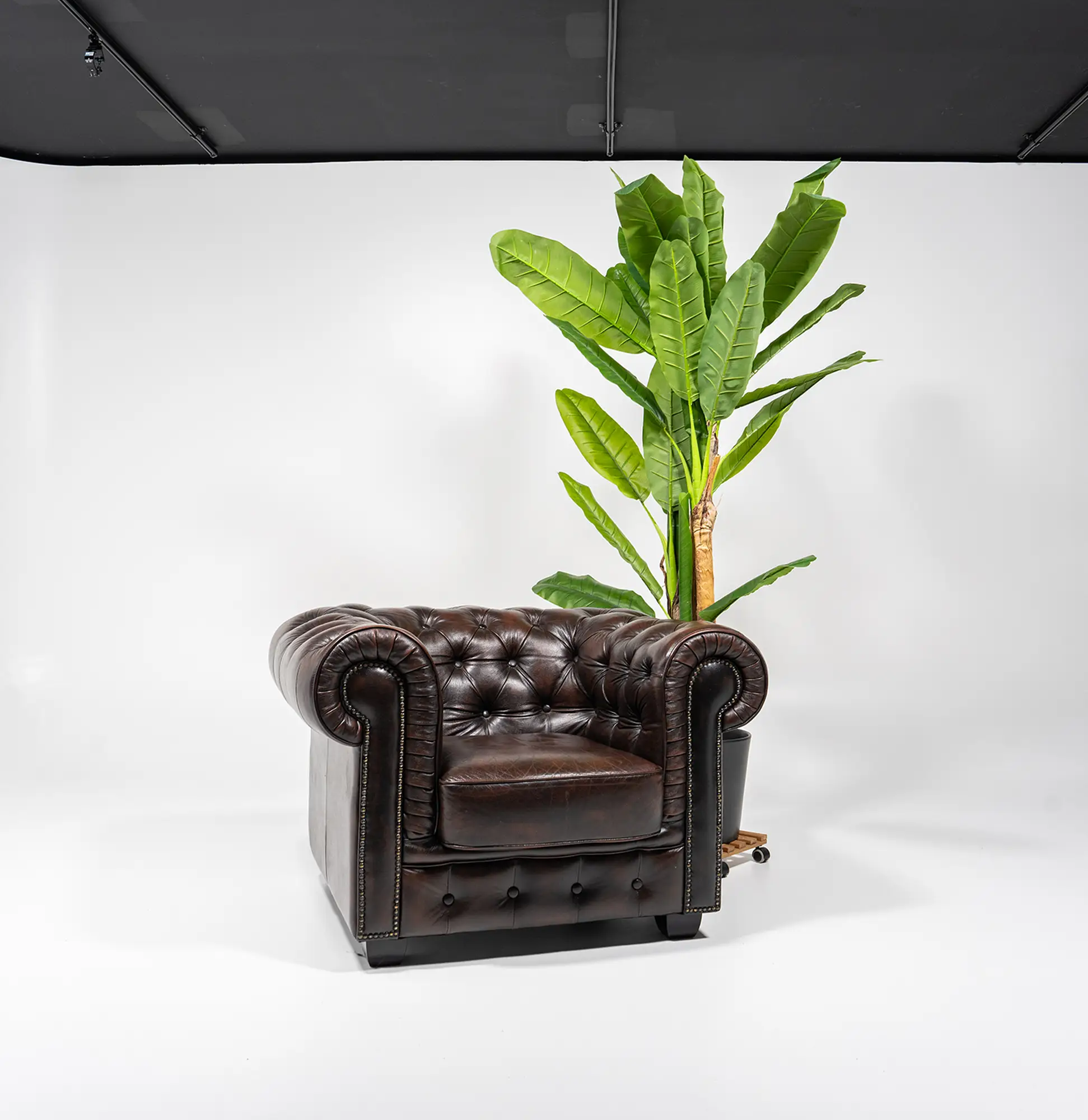 StudioDarmstadt dekoratives Chesterfield Sofa mit Pflanze als Requisite im Studio erhältlich